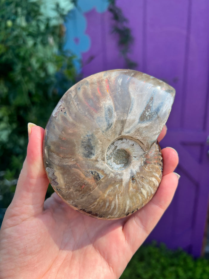 Large Ammonite with red and orange flashes