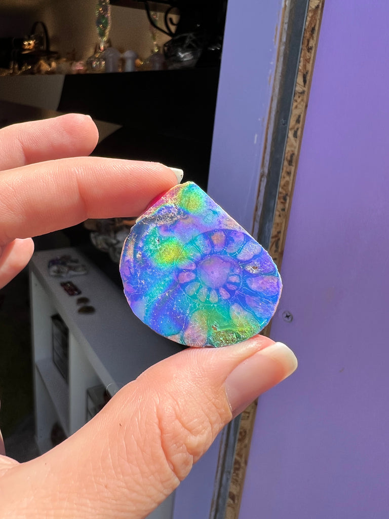 Aura Ammonite no.1