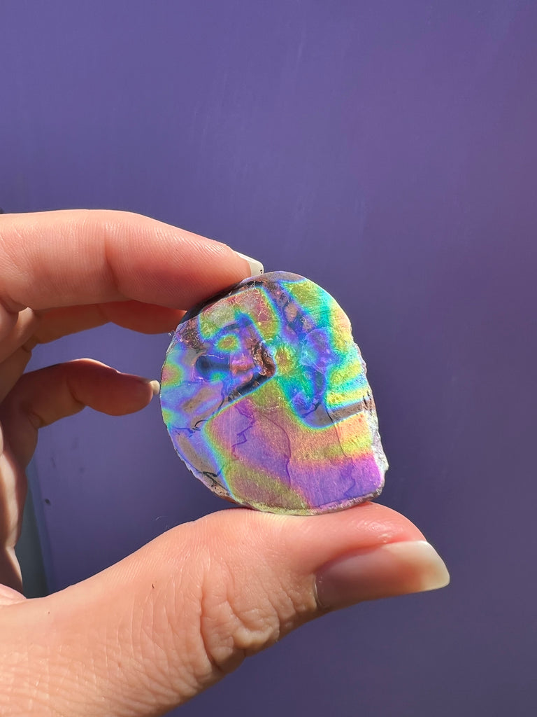 Aura Ammonite no.2