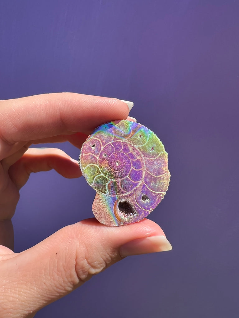 Aura Ammonite no.3