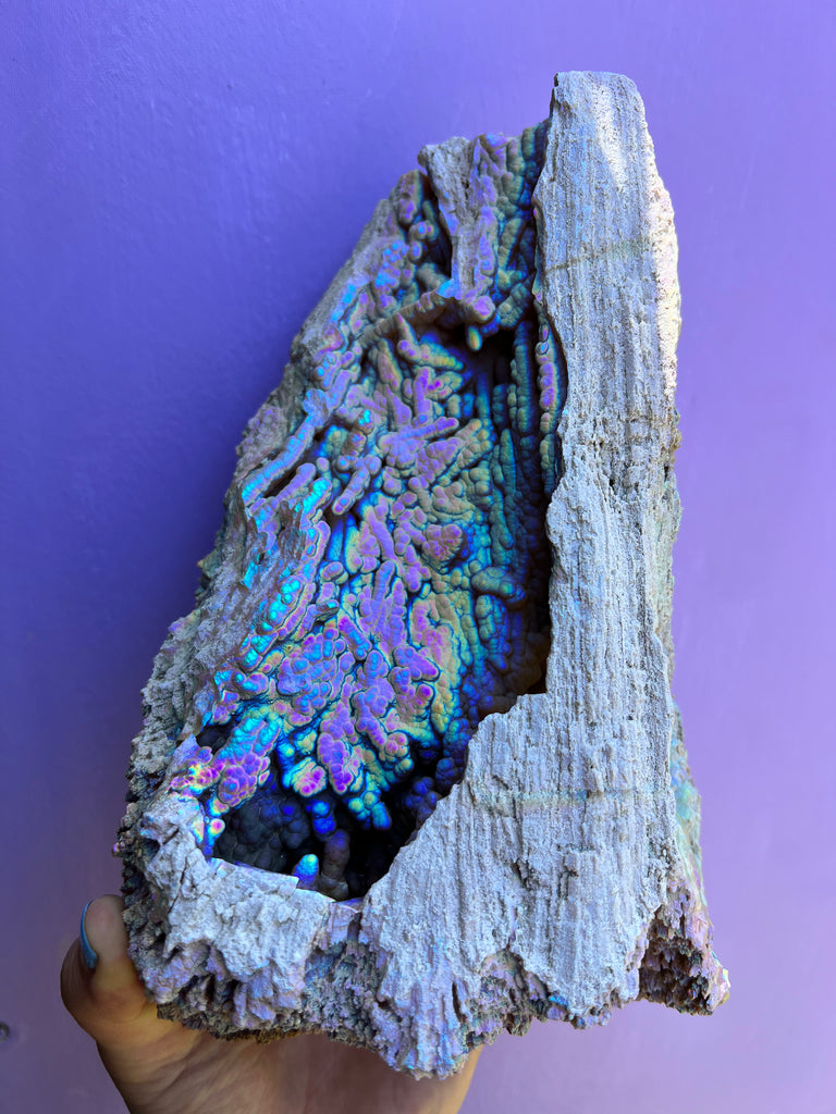 Aura FossilizedCoral no.4