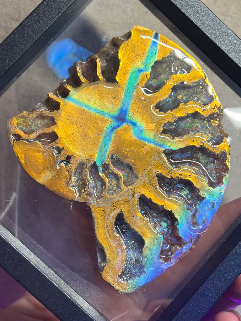 Aurafied Ammonite Display