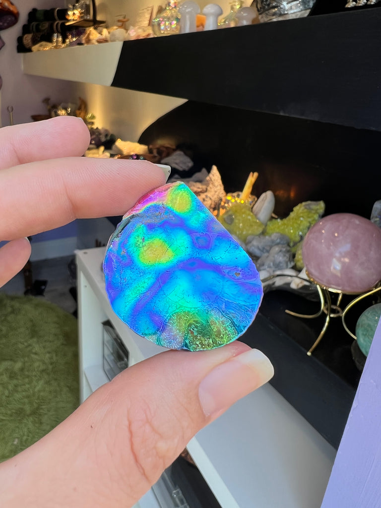 Aura Ammonite no.1