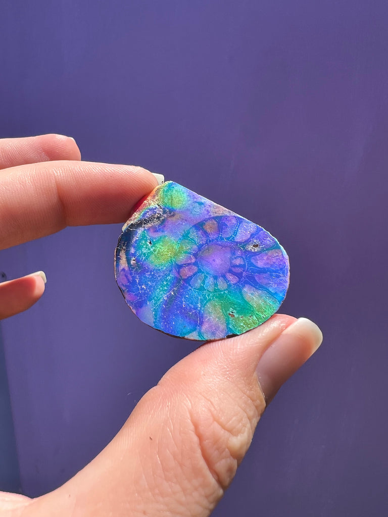 Aura Ammonite no.1