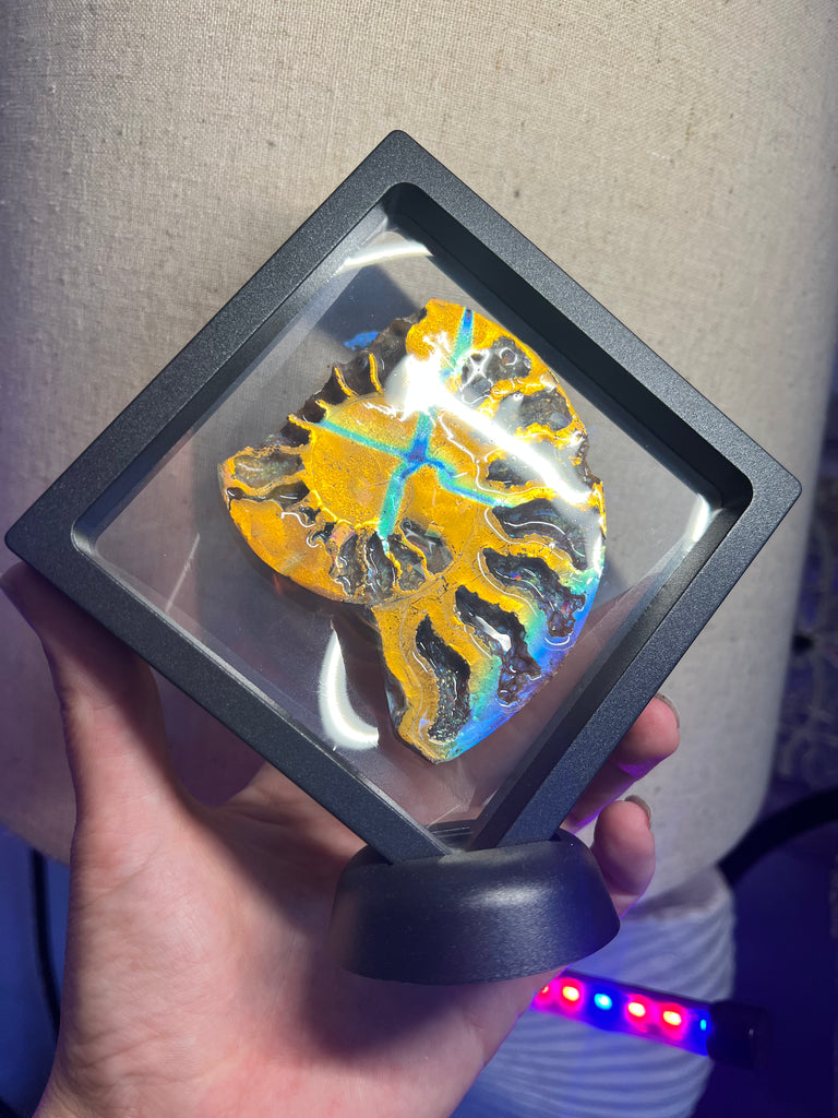 Aurafied Ammonite Display