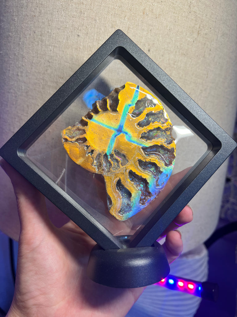 Aurafied Ammonite Display