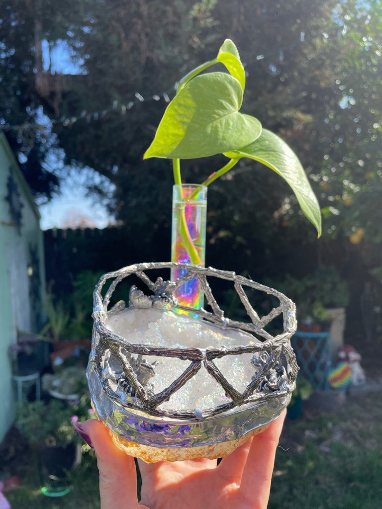 The Whole Gang is here! Fairy Frog Propogation station